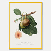 Kökstavla med ett Fikon Poster – Posters till köket, vintageposter med en botanisk illustration av Giorgio Gallesio, köksposter, tavla till kök