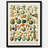 Kökstavla med Frukt och grönsaker Plansch – Posters till köket, Affisch med en vintageillustration, köksposter, tavla till kök
