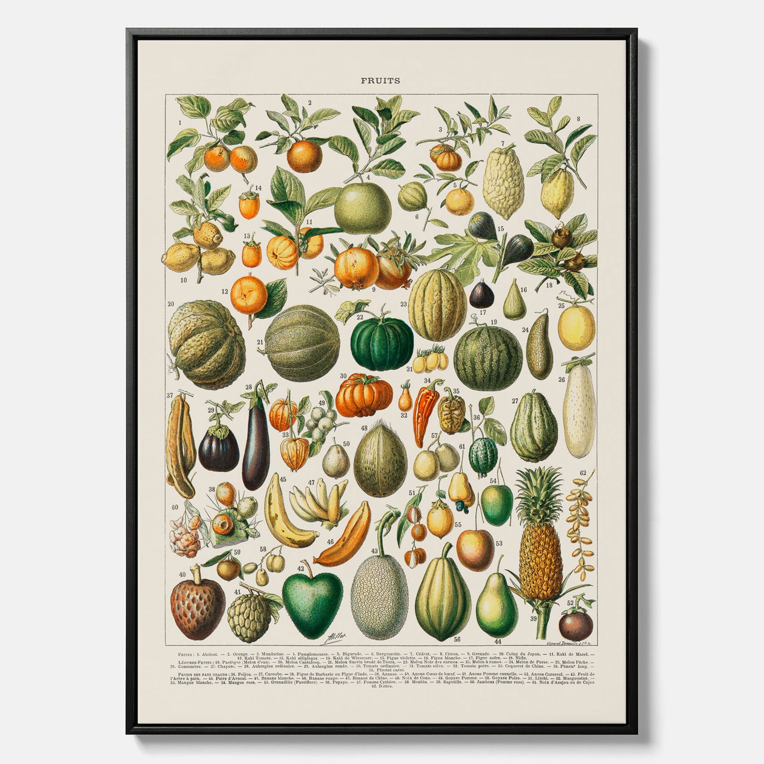 Kökstavla i canvas med Frukt och grönsaker Plansch – Posters till köket, Affisch med en vintageillustration, köksposter, tavla till kök