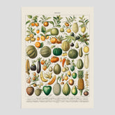 Kökstavla med Frukt och grönsaker Plansch – Posters till köket, Affisch med en vintageillustration, köksposter, tavla till kök