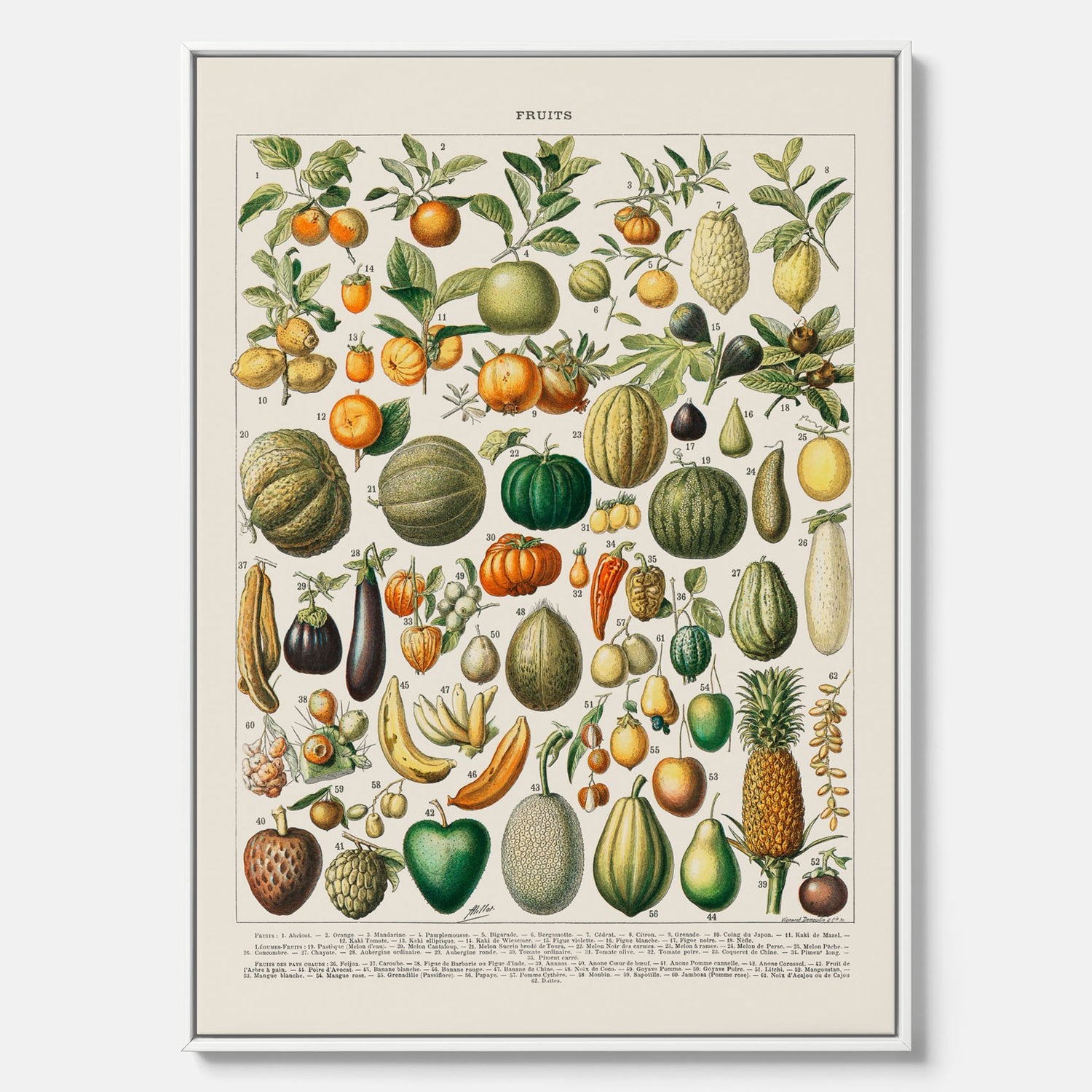 Kökstavla i canvas med Frukt och grönsaker Plansch – Posters till köket, Affisch med en vintageillustration, köksposter, tavla till kök
