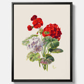 En botanisk vintagecanvas med en illustration av en geraniumväxt med röda och vita blommor ritad av Charles Ryan