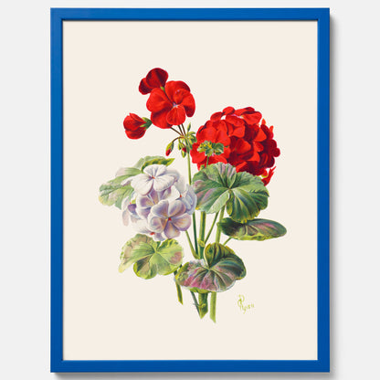 En botanisk vintageposter med en illustration av en geraniumväxt med röda och vita blommor ritad av Charles Ryan