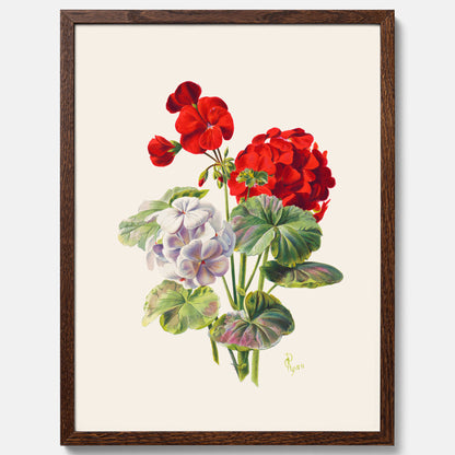 En botanisk vintageposter med en illustration av en geraniumväxt med röda och vita blommor ritad av Charles Ryan