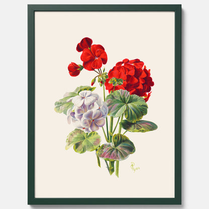 En botanisk vintageposter med en illustration av en geraniumväxt med röda och vita blommor ritad av Charles Ryan