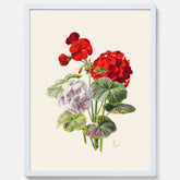 En botanisk vintageposter med en illustration av en geraniumväxt med röda och vita blommor ritad av Charles Ryan