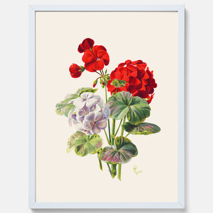 En botanisk vintageposter med en illustration av en geraniumväxt med röda och vita blommor ritad av Charles Ryan