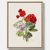 En botanisk vintagecanvas med en illustration av en geraniumväxt med röda och vita blommor ritad av Charles Ryan
