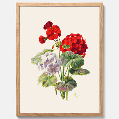 En botanisk vintageposter med en illustration av en geraniumväxt med röda och vita blommor ritad av Charles Ryan