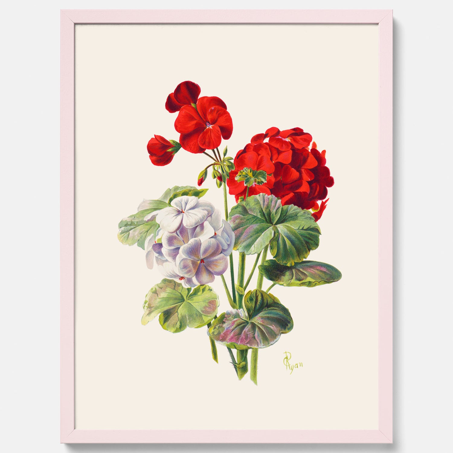 En botanisk vintageposter med en illustration av en geraniumväxt med röda och vita blommor ritad av Charles Ryan