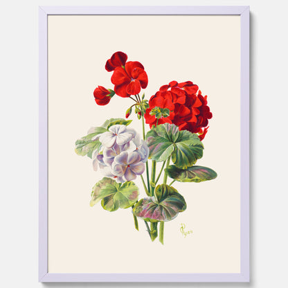 En botanisk vintageposter med en illustration av en geraniumväxt med röda och vita blommor ritad av Charles Ryan