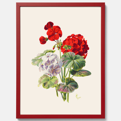 En botanisk vintageposter med en illustration av en geraniumväxt med röda och vita blommor ritad av Charles Ryan