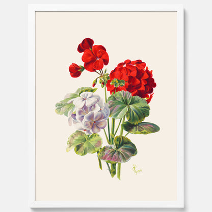 En botanisk vintageposter med en illustration av en geraniumväxt med röda och vita blommor ritad av Charles Ryan