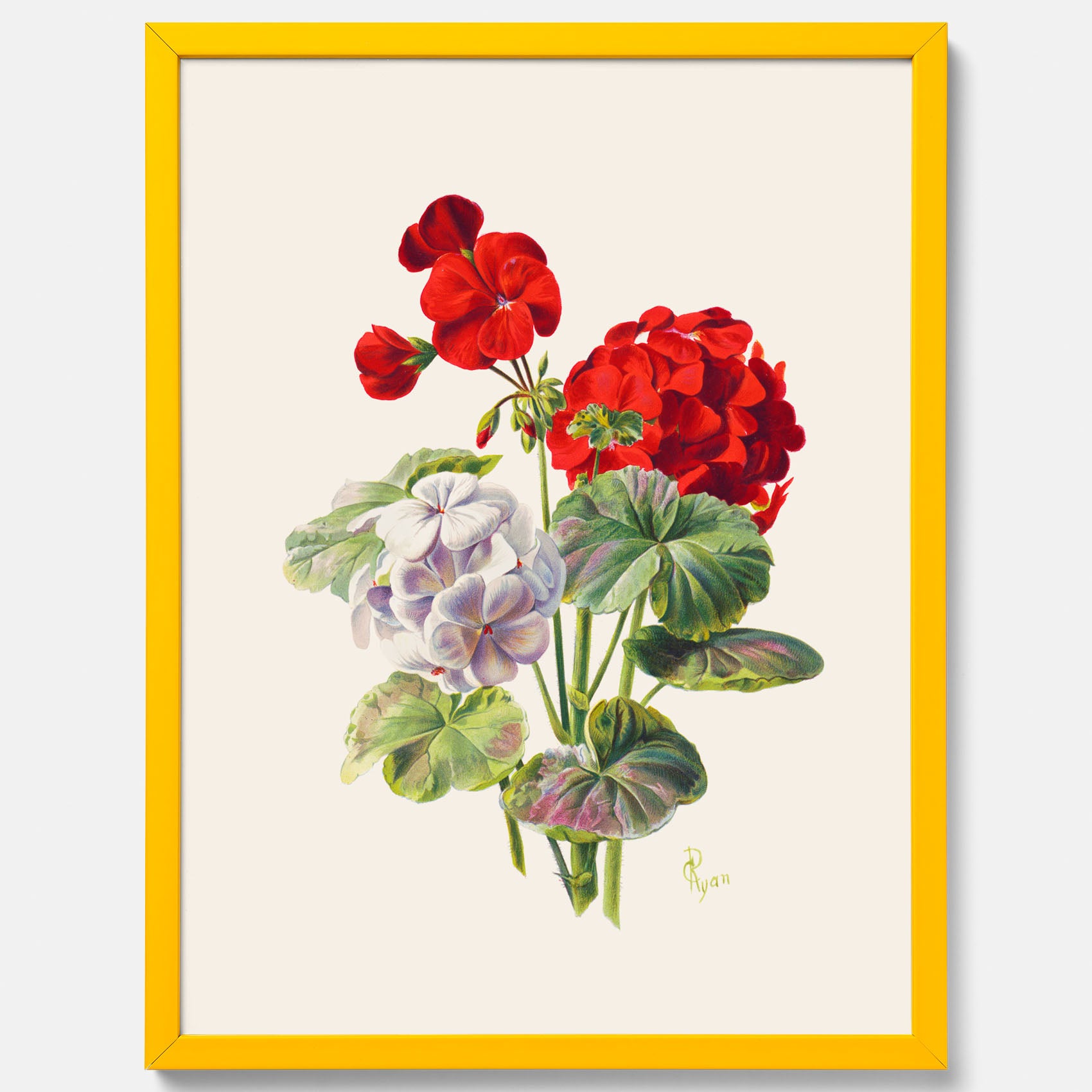 En botanisk vintageposter med en illustration av en geraniumväxt med röda och vita blommor ritad av Charles Ryan
