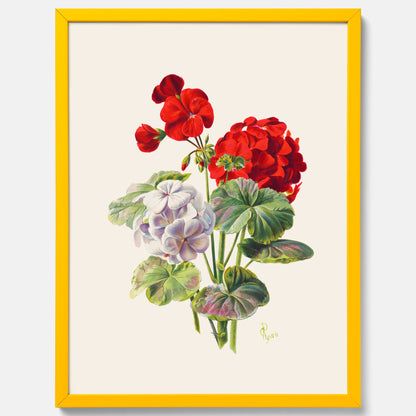 En botanisk vintageposter med en illustration av en geraniumväxt med röda och vita blommor ritad av Charles Ryan