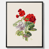 En botanisk vintagecanvas med en illustration av en geraniumväxt med röda och vita blommor ritad av Charles Ryan