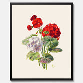 En botanisk vintageposter med en illustration av en geraniumväxt med röda och vita blommor ritad av Charles Ryan