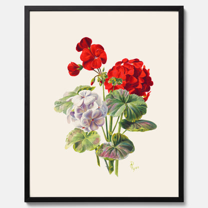 En botanisk vintageposter med en illustration av en geraniumväxt med röda och vita blommor ritad av Charles Ryan