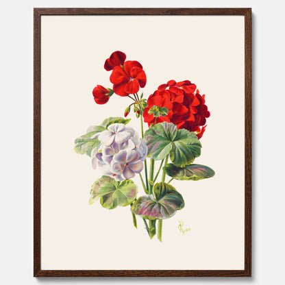 En botanisk vintageposter med en illustration av en geraniumväxt med röda och vita blommor ritad av Charles Ryan