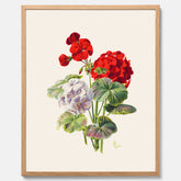 En botanisk vintageposter med en illustration av en geraniumväxt med röda och vita blommor ritad av Charles Ryan