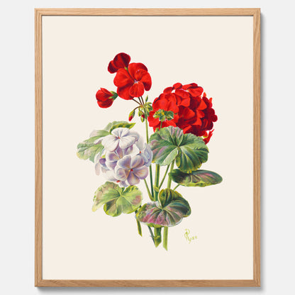 En botanisk vintageposter med en illustration av en geraniumväxt med röda och vita blommor ritad av Charles Ryan