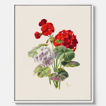 En botanisk vintagecanvas med en illustration av en geraniumväxt med röda och vita blommor ritad av Charles Ryan