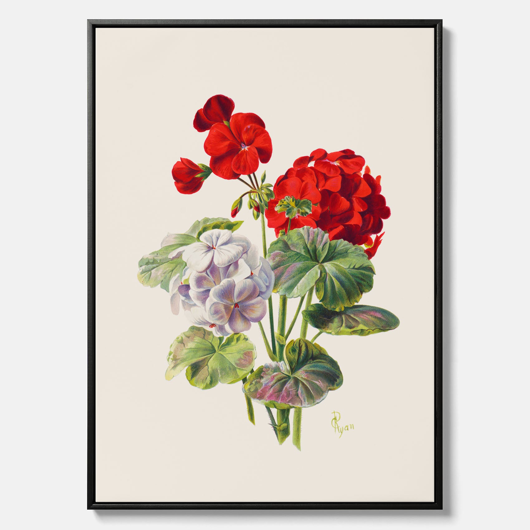 En botanisk vintagecanvas med en illustration av en geraniumväxt med röda och vita blommor ritad av Charles Ryan