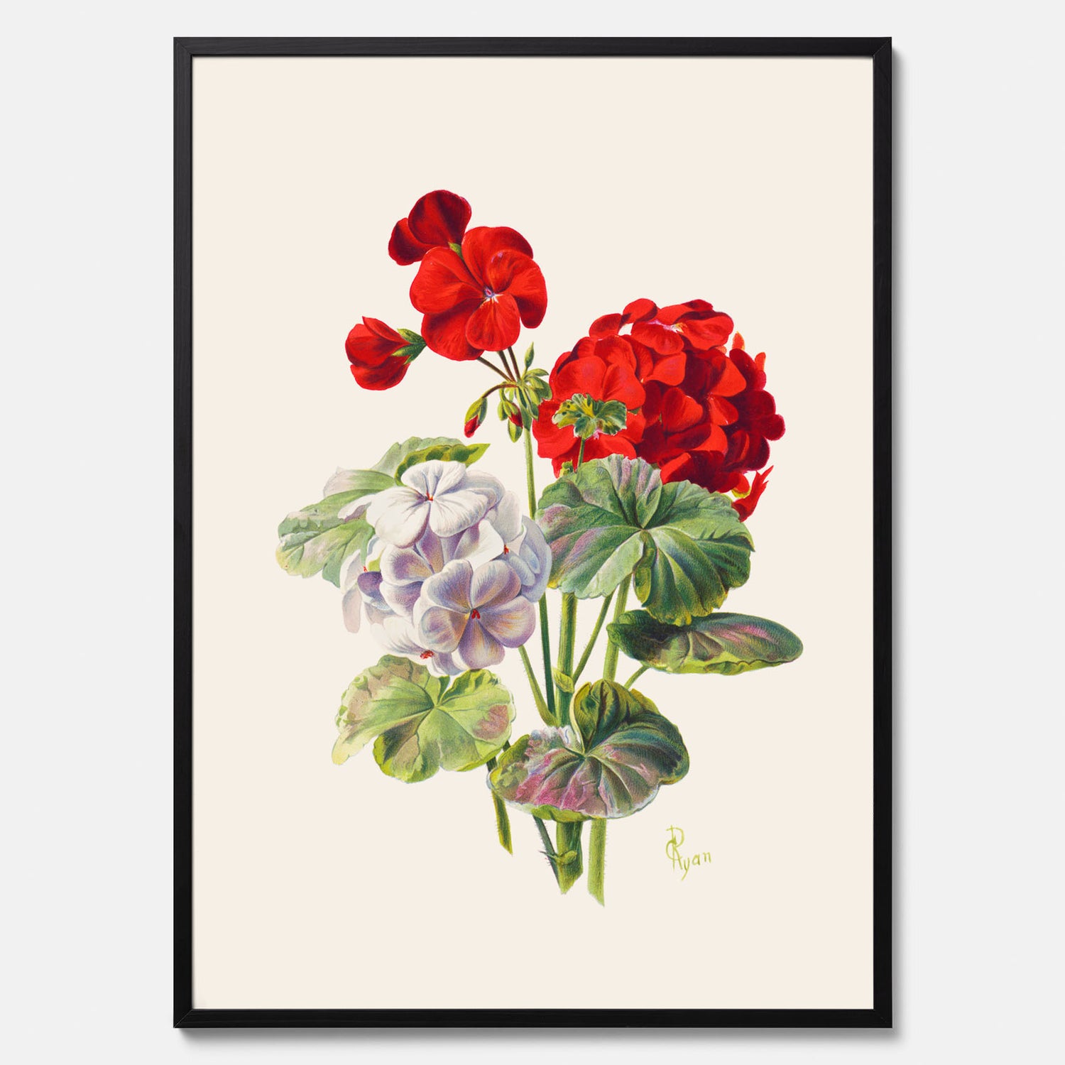 En botanisk vintageposter med en illustration av en geraniumväxt med röda och vita blommor ritad av Charles Ryan