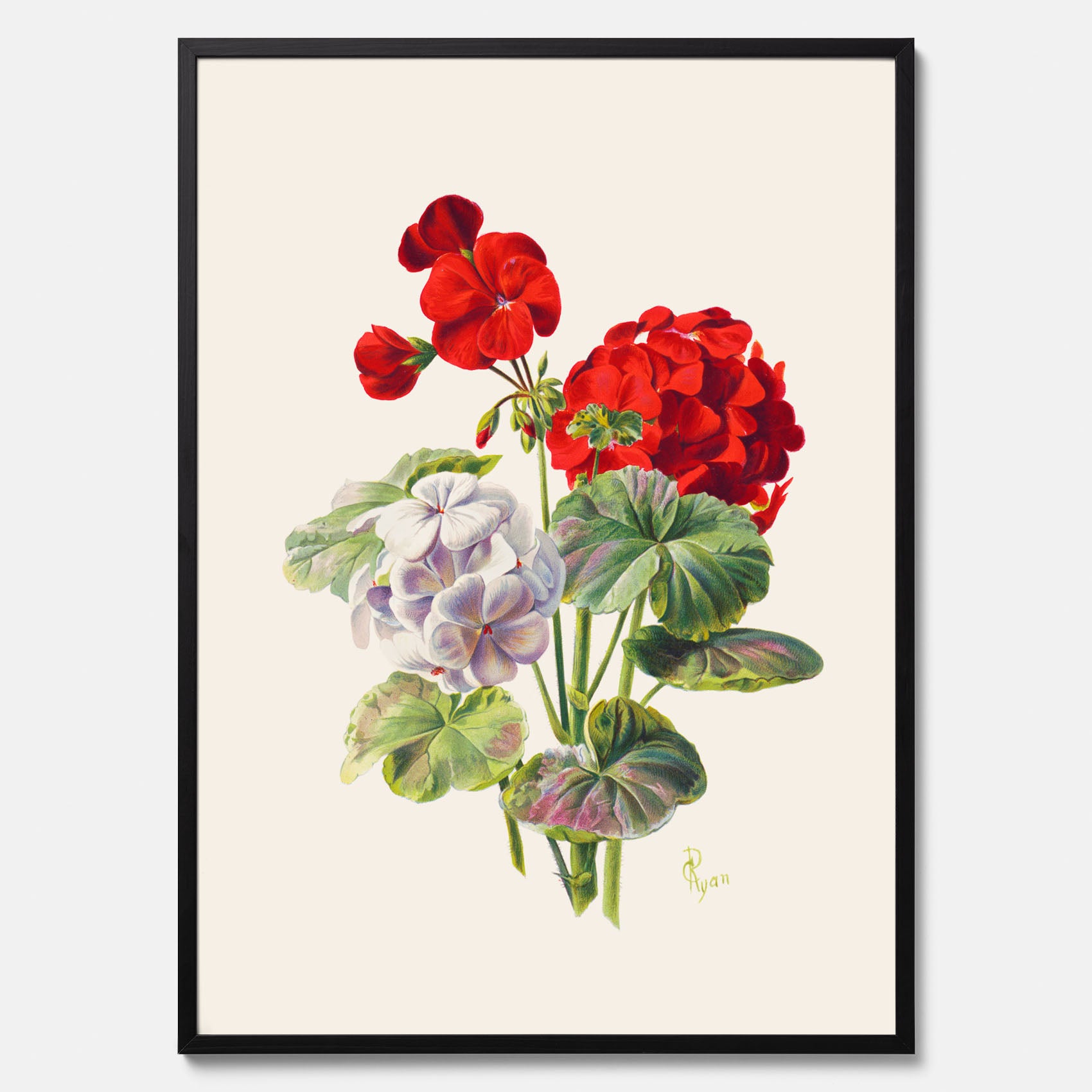 En botanisk vintageposter med en illustration av en geraniumväxt med röda och vita blommor ritad av Charles Ryan