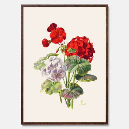 En botanisk vintageposter med en illustration av en geraniumväxt med röda och vita blommor ritad av Charles Ryan