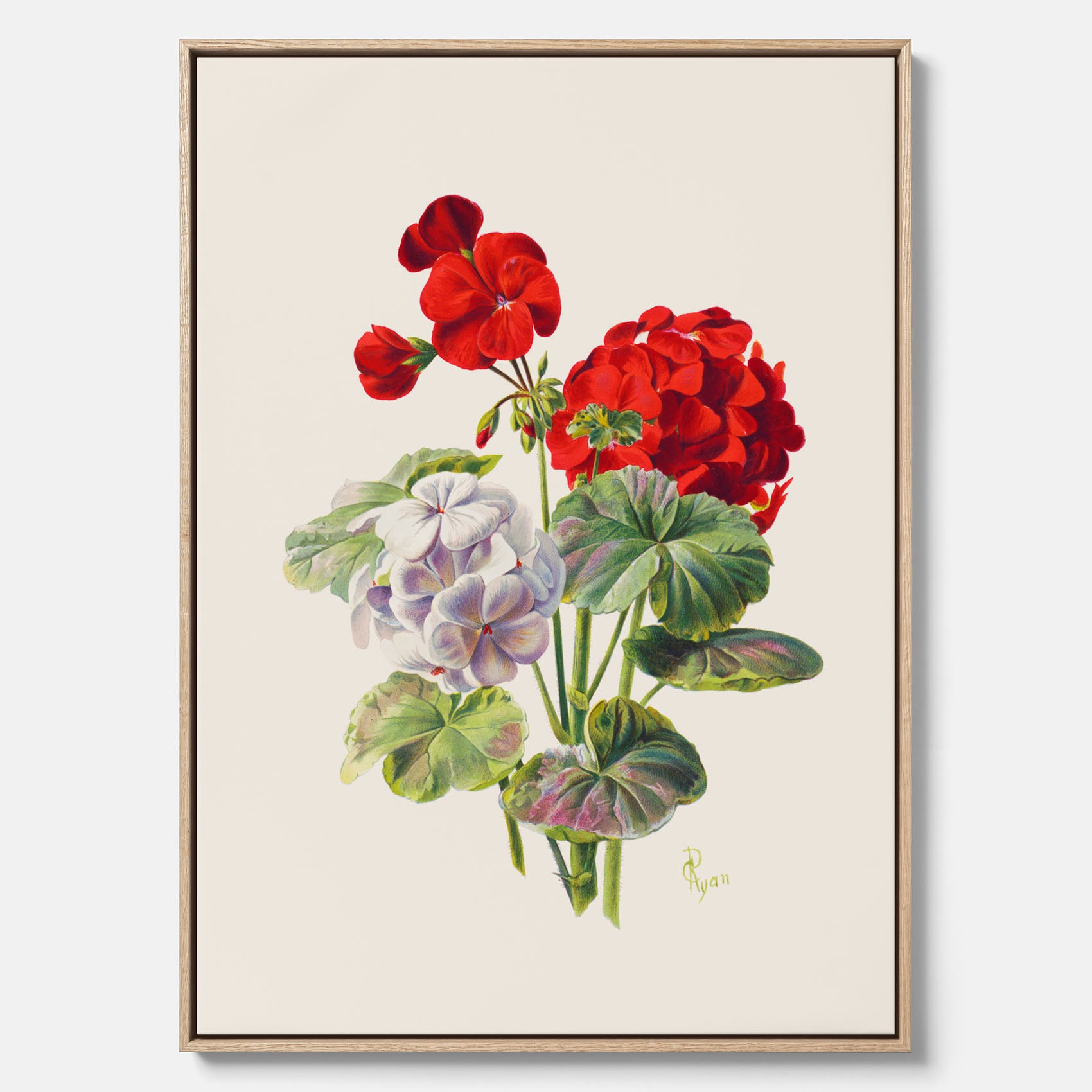 En botanisk vintagecanvas med en illustration av en geraniumväxt med röda och vita blommor ritad av Charles Ryan