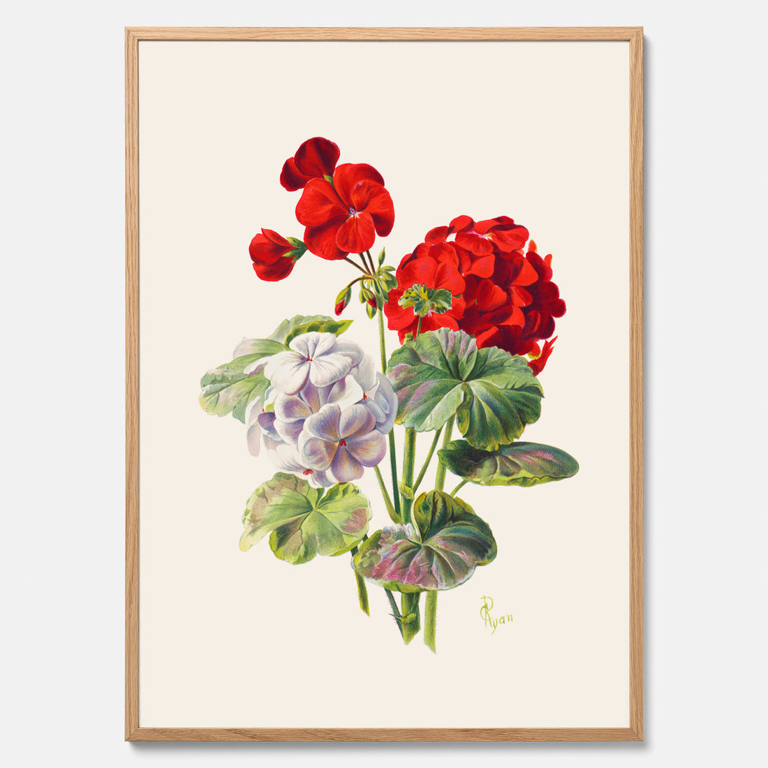 En botanisk vintageposter med en illustration av en geraniumväxt med röda och vita blommor ritad av Charles Ryan
