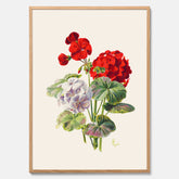 En botanisk vintageposter med en illustration av en geraniumväxt med röda och vita blommor ritad av Charles Ryan