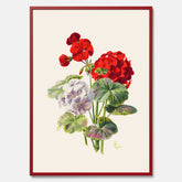 En botanisk vintageposter med en illustration av en geraniumväxt med röda och vita blommor ritad av Charles Ryan
