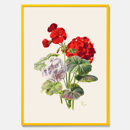 En botanisk vintageposter med en illustration av en geraniumväxt med röda och vita blommor ritad av Charles Ryan