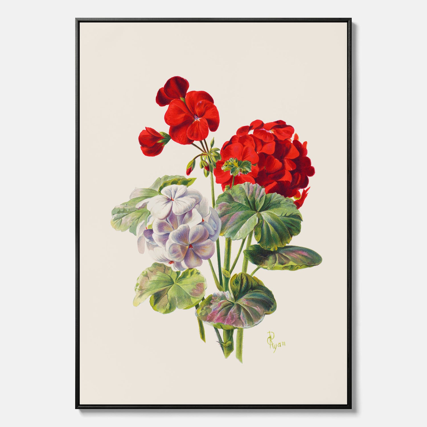 En botanisk vintagecanvas med en illustration av en geraniumväxt med röda och vita blommor ritad av Charles Ryan
