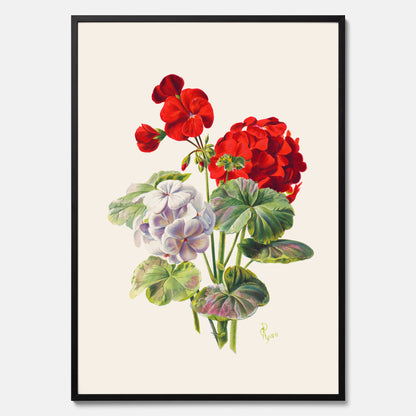 En botanisk vintageposter med en illustration av en geraniumväxt med röda och vita blommor ritad av Charles Ryan
