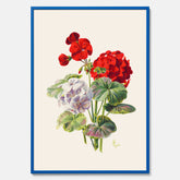 En botanisk vintageposter med en illustration av en geraniumväxt med röda och vita blommor ritad av Charles Ryan