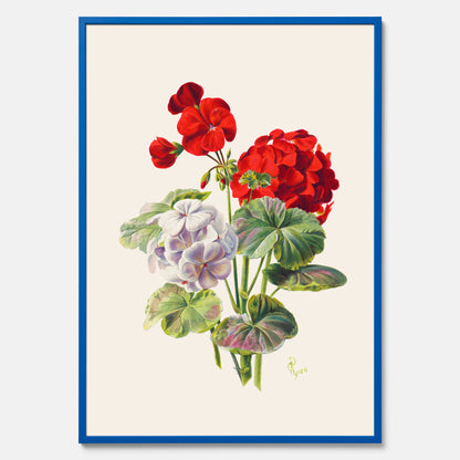 En botanisk vintageposter med en illustration av en geraniumväxt med röda och vita blommor ritad av Charles Ryan