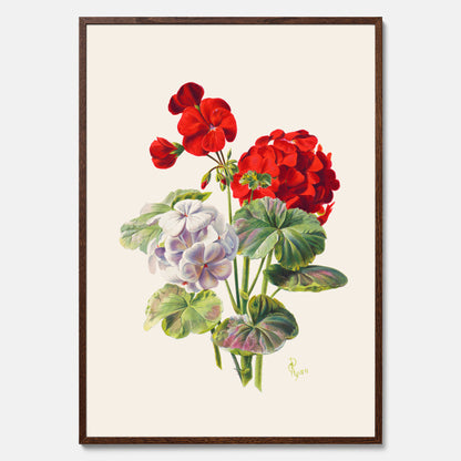 En botanisk vintageposter med en illustration av en geraniumväxt med röda och vita blommor ritad av Charles Ryan
