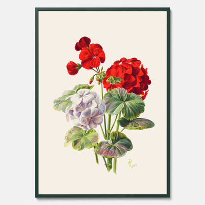 En botanisk vintageposter med en illustration av en geraniumväxt med röda och vita blommor ritad av Charles Ryan