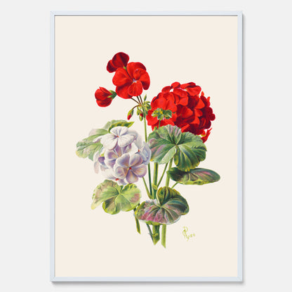 En botanisk vintageposter med en illustration av en geraniumväxt med röda och vita blommor ritad av Charles Ryan