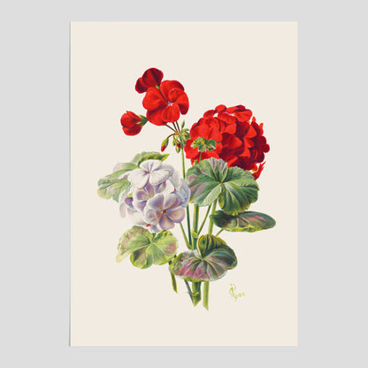 En botanisk vintageposter med en illustration av en geraniumväxt med röda och vita blommor ritad av Charles Ryan