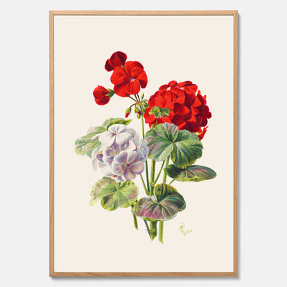 En botanisk vintageposter med en illustration av en geraniumväxt med röda och vita blommor ritad av Charles Ryan