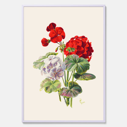 En botanisk vintageposter med en illustration av en geraniumväxt med röda och vita blommor ritad av Charles Ryan