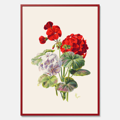 En botanisk vintageposter med en illustration av en geraniumväxt med röda och vita blommor ritad av Charles Ryan