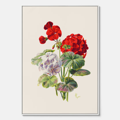En botanisk vintagecanvas med en illustration av en geraniumväxt med röda och vita blommor ritad av Charles Ryan