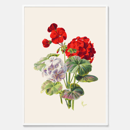 En botanisk vintageposter med en illustration av en geraniumväxt med röda och vita blommor ritad av Charles Ryan