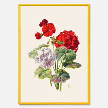En botanisk vintageposter med en illustration av en geraniumväxt med röda och vita blommor ritad av Charles Ryan