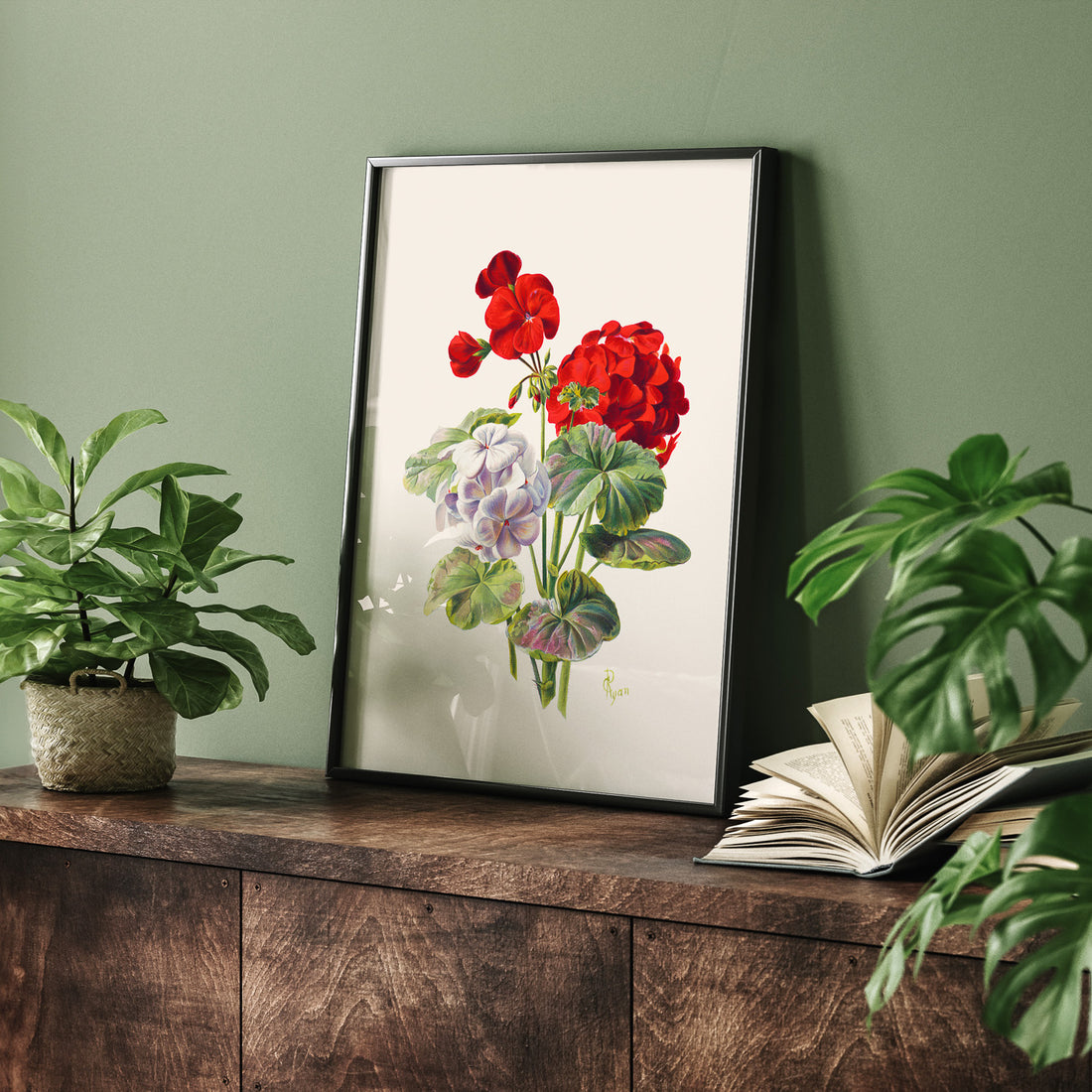 En botanisk vintageposter med en illustration av en geraniumväxt med röda och vita blommor ritad av Charles Ryan